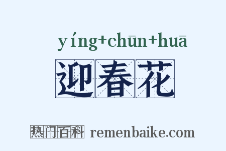 迎春花是什么意思的图片
